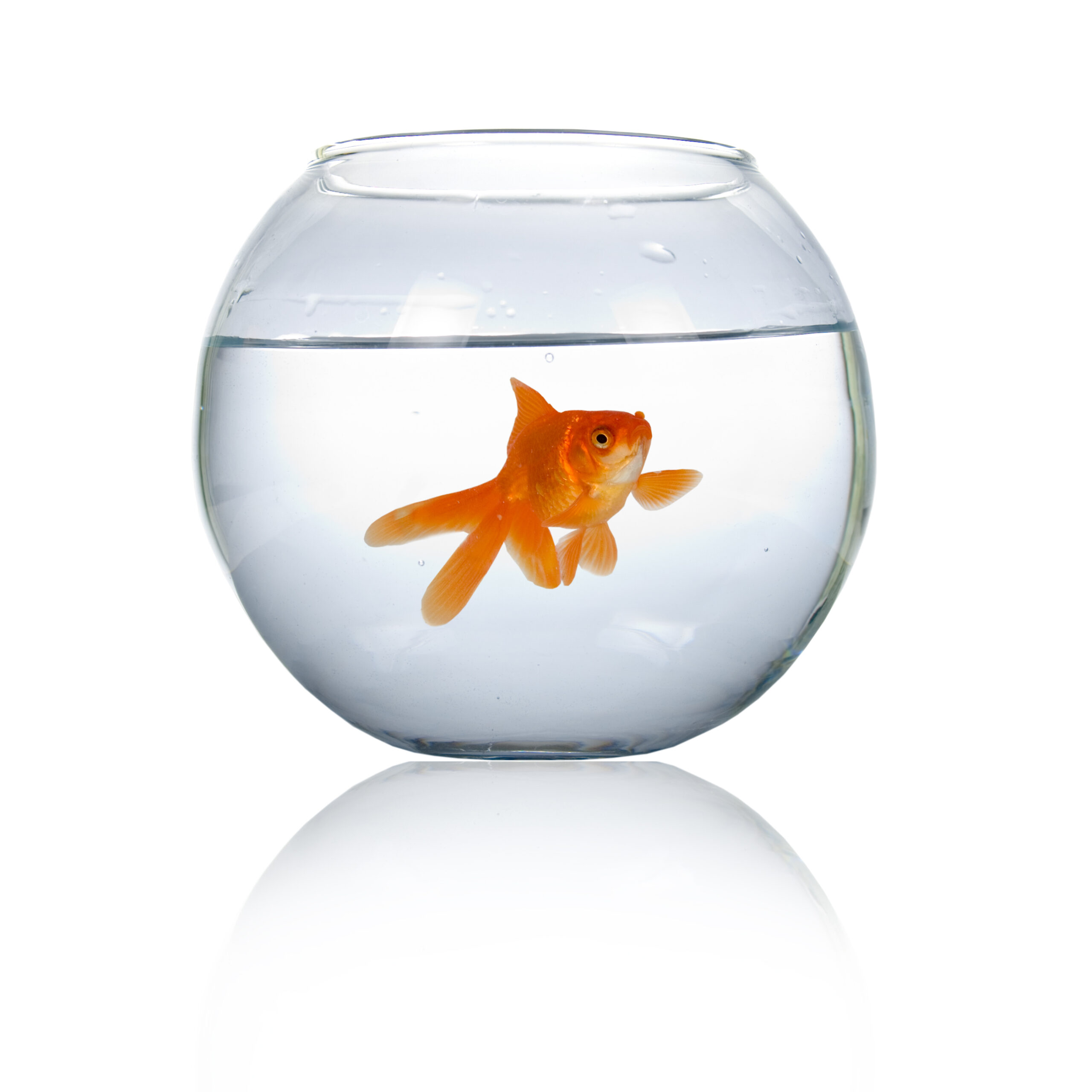 Goldfish,in,an,aquarium,isolated,on,white,background